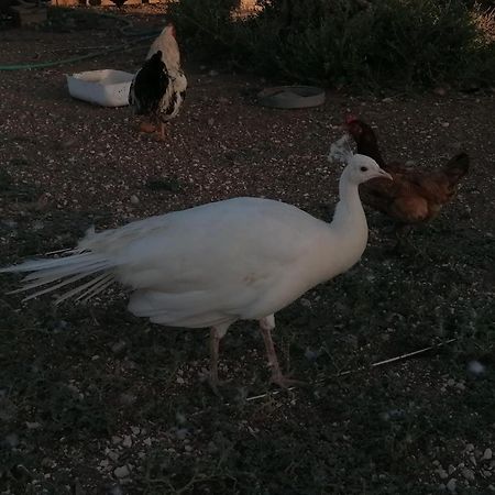 Camping Carlos III La Carlota Kültér fotó